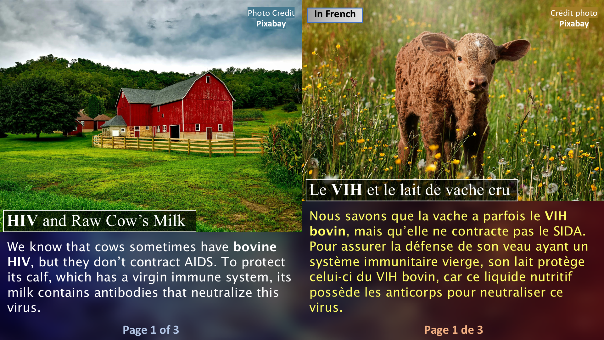 HIV and Raw Cow’s Milk - Page 1 / Le VIH et le lait de vache cru - Page 1